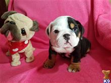 english bulldog puppy posted by Kris English Bulldogs